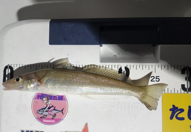 キス(シロギス)