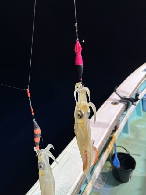 マイカ(ケンサキイカ)