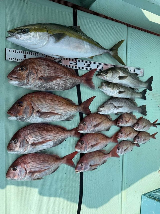 マダイ・マダカ(スズキ)・ワラサ(ブリ)