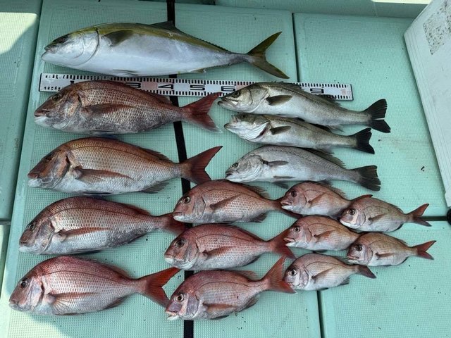 マダイ・マダカ(スズキ)・ワラサ(ブリ)