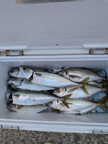 アジ(マアジ)・サバ(マサバ)