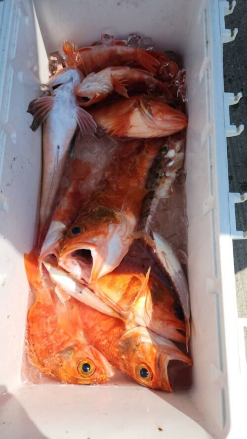 カンコ(ウッカリカサゴ)・ユメカサゴ