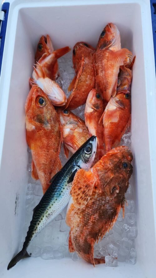 ユメカサゴ・サバ(ゴマサバ)