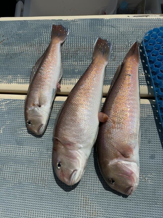 アマダイ(アカアマダイ)