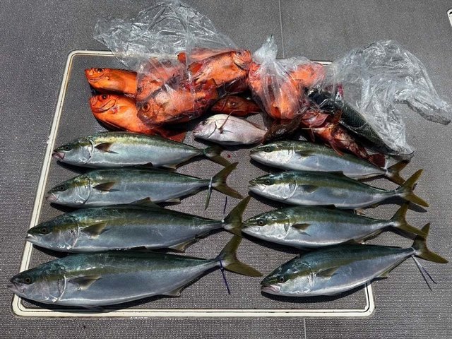 チダイ・ハマチ(ブリ)・チカメキントキ