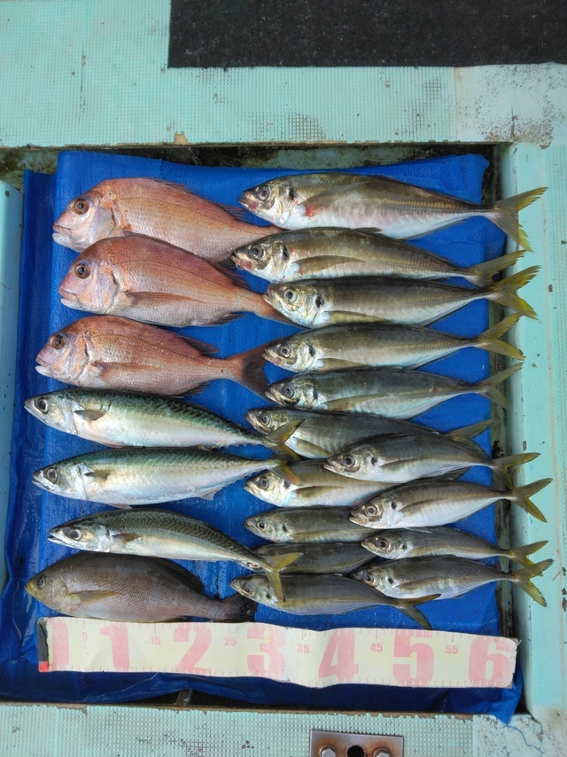 マダイ・マアジ・イサギ(イサキ)・マサバ