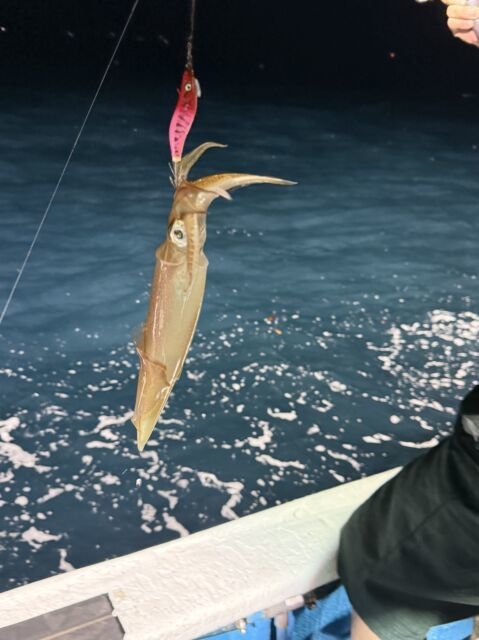 マイカ(ケンサキイカ)