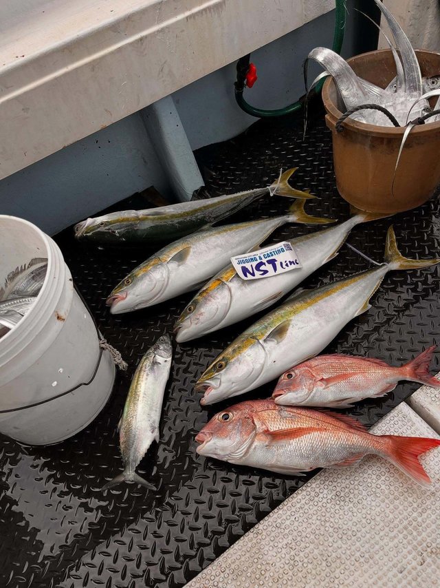 マダイ・ハマチ(ブリ)・タチウオ