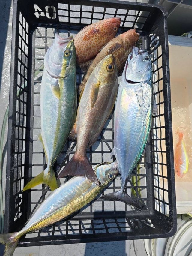 アジ(マアジ)・ヒラソウダ