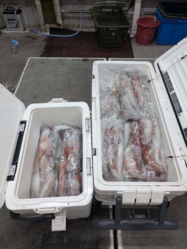 イカ(ケンサキイカ)