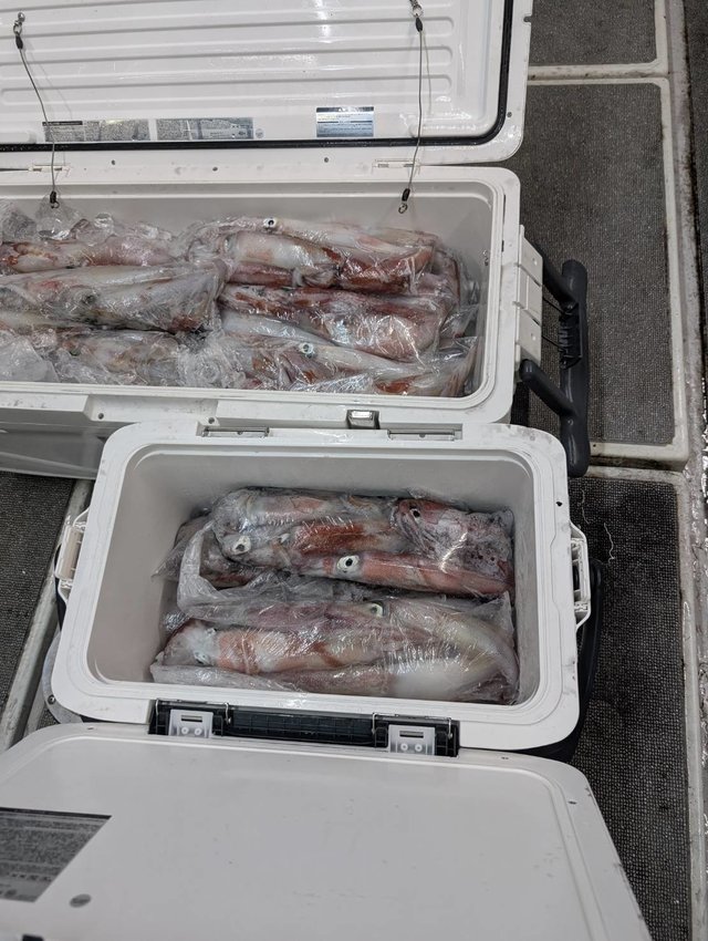 イカ(ケンサキイカ)