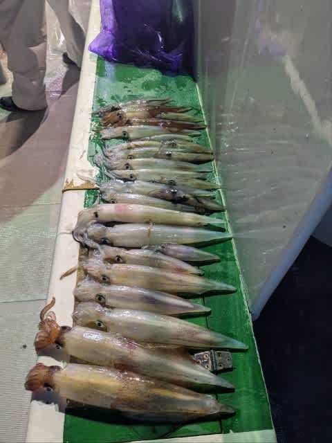 アカイカ(ケンサキイカ)