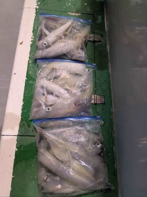 アカイカ(ケンサキイカ)