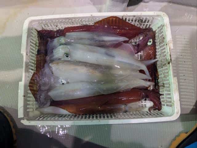 アカイカ(ケンサキイカ)