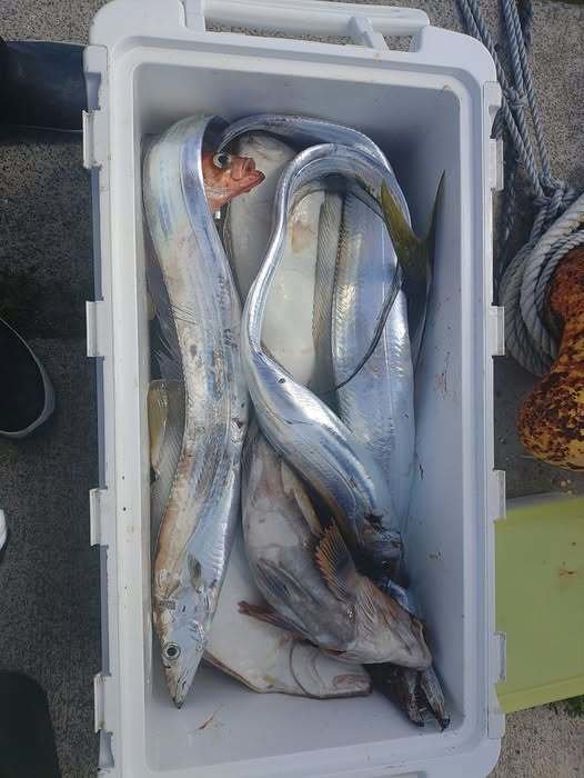 タチ(タチウオ)・ヒラメ