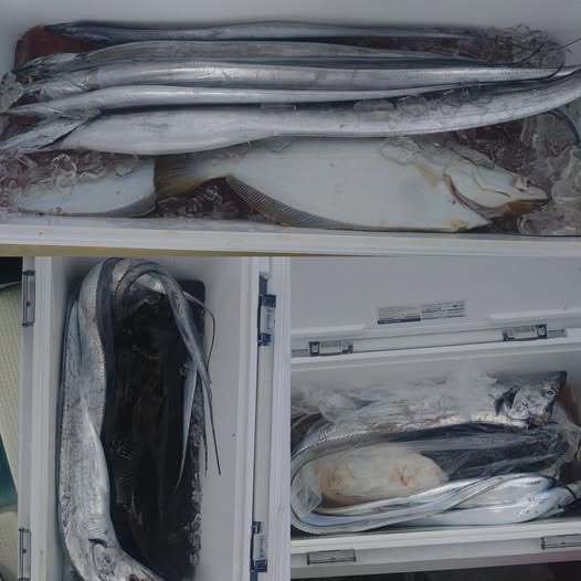 タチ(タチウオ)・ヒラメ