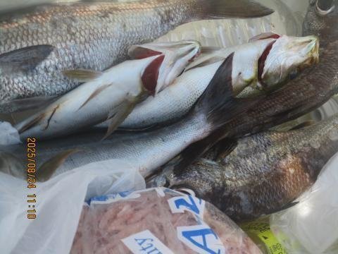 イサキ・クロムツ