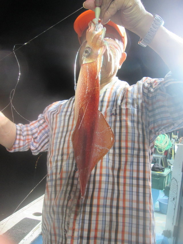 マイカ(ケンサキイカ)