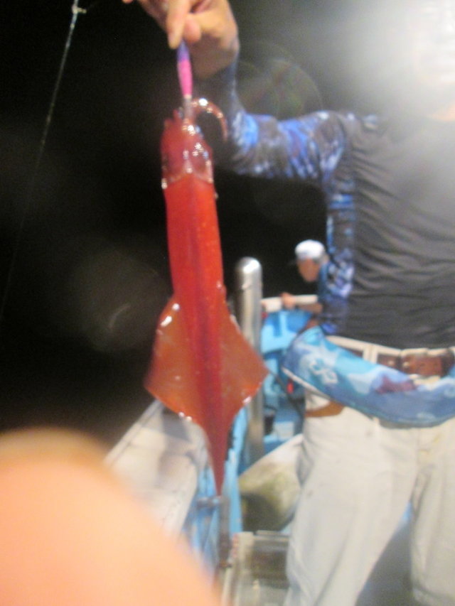 マイカ(ケンサキイカ)