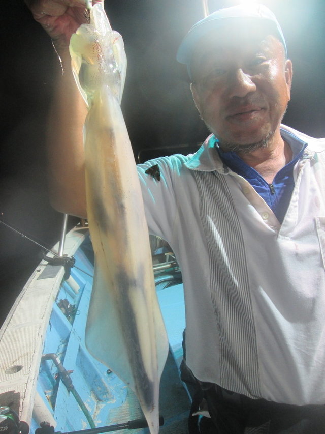 マイカ(ケンサキイカ)