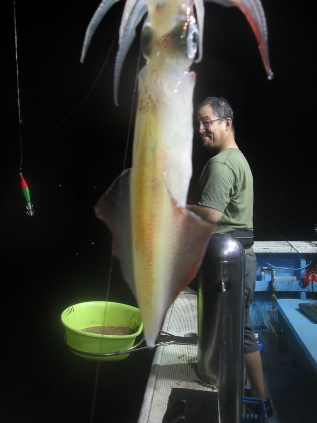 マイカ(ケンサキイカ)