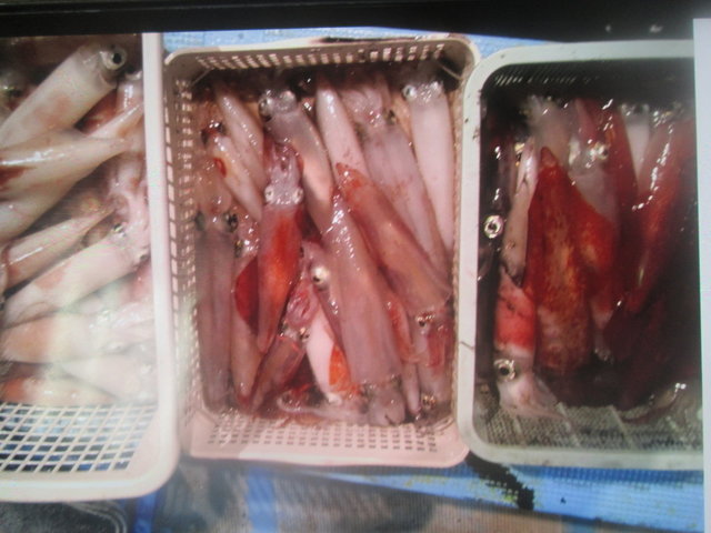 スルメイカ・マイカ(ケンサキイカ)