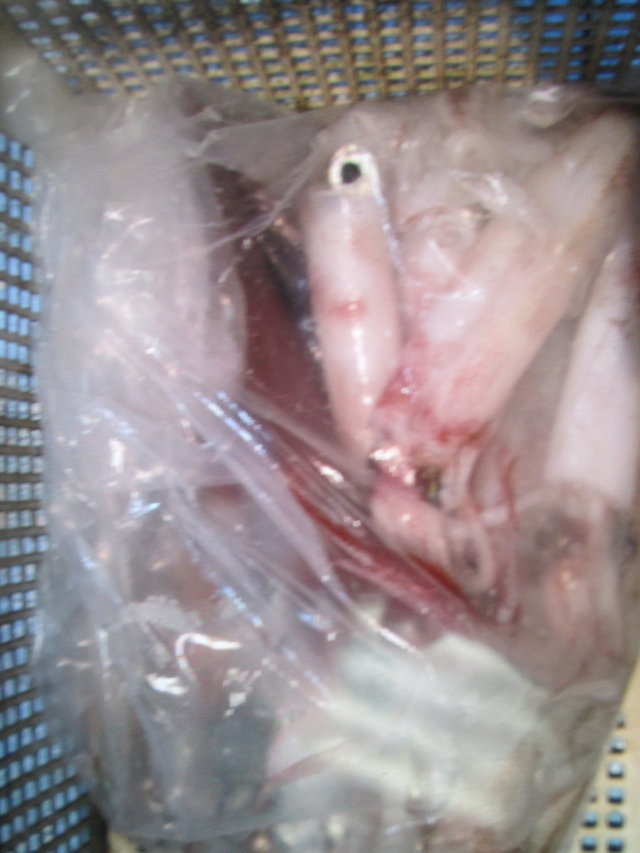 マイカ(ケンサキイカ)