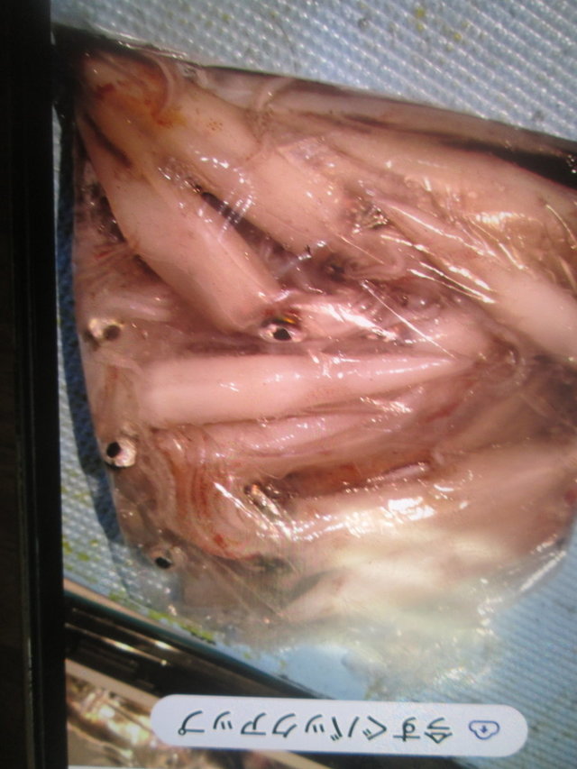 マイカ(ケンサキイカ)