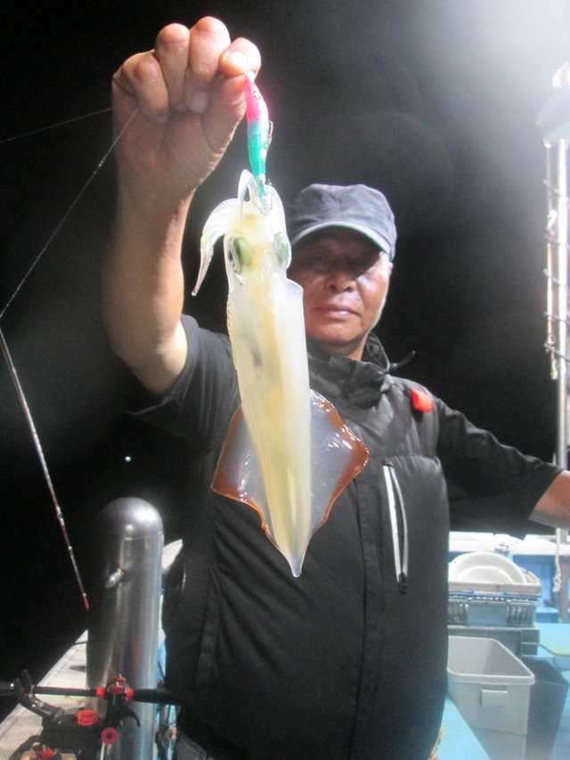 マイカ(ケンサキイカ)