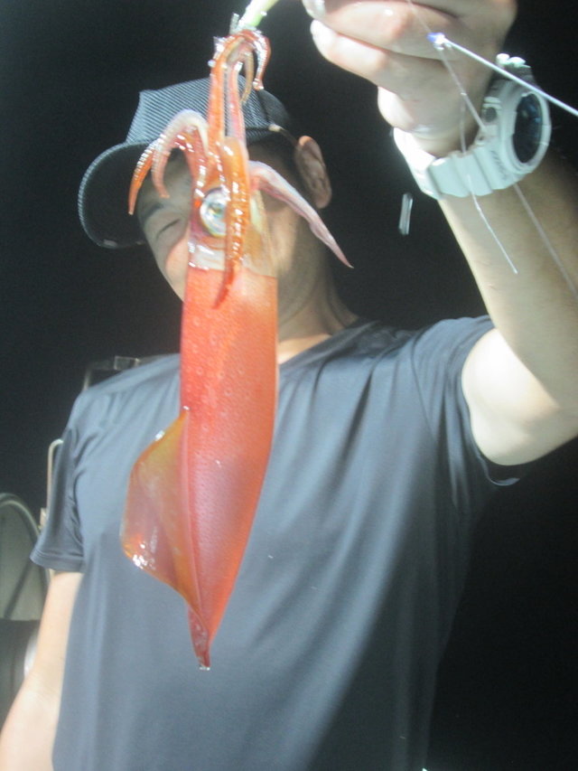 マイカ(ケンサキイカ)