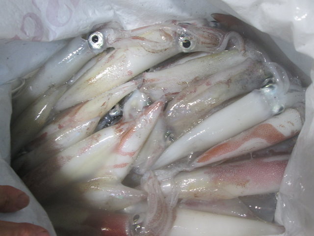 マイカ(ケンサキイカ)