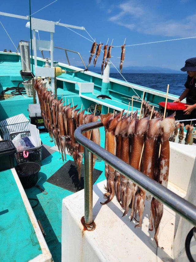 スルメ(スルメイカ)