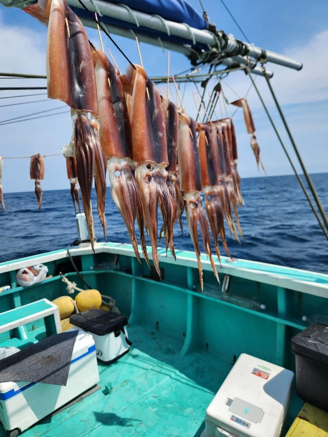 スルメ(スルメイカ)