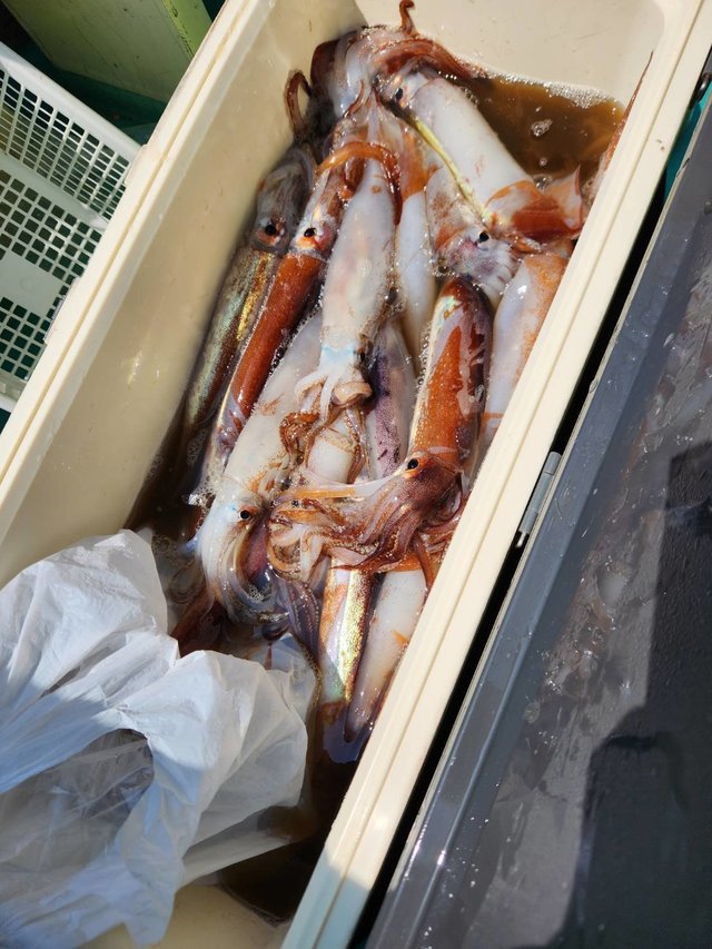 スルメ(スルメイカ)