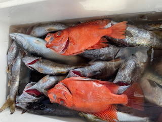 メジナ・イサキ・キントキ(チカメキントキ)・クロムツ