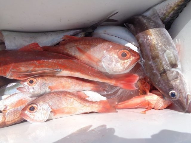 アカムツ・ホウボウ