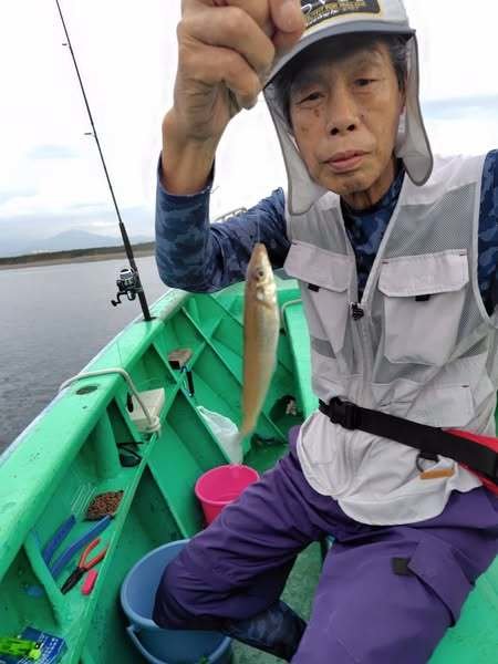 シロキス(シロギス)