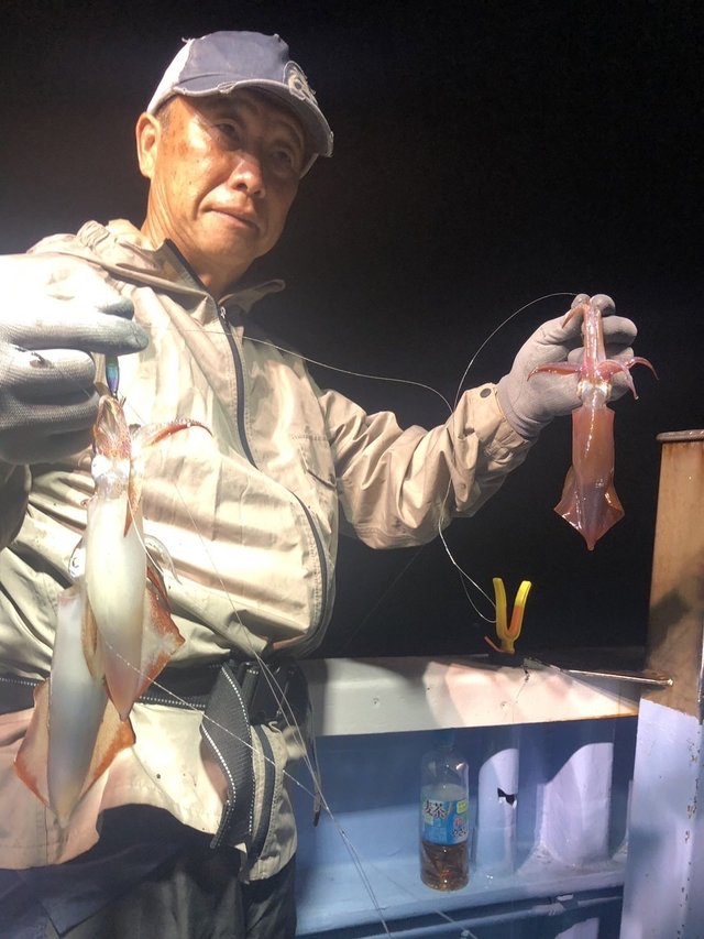 マルイカ(ケンサキイカ)