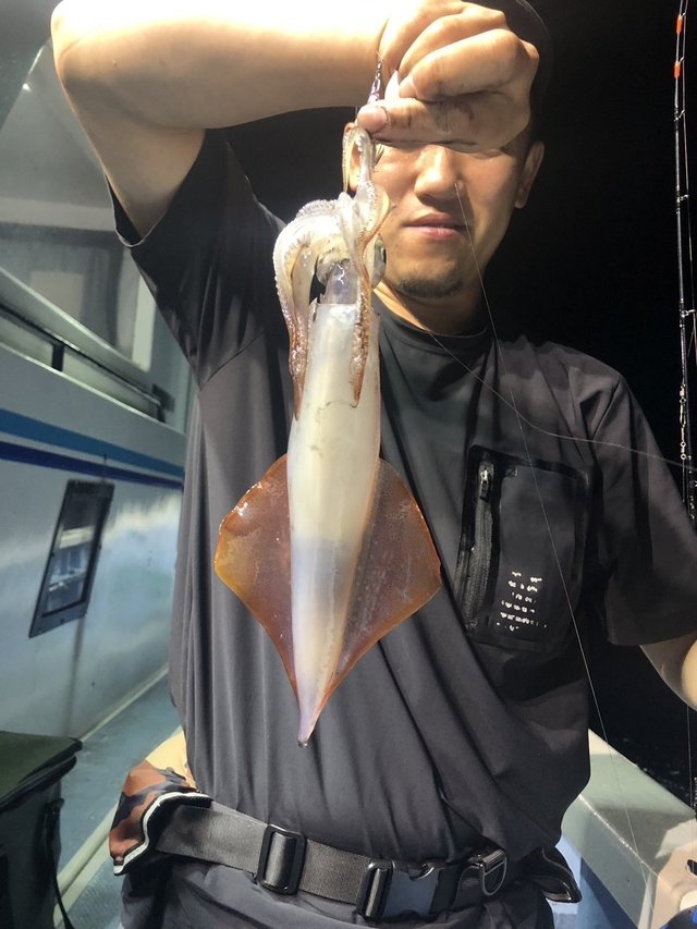 マルイカ(ケンサキイカ)