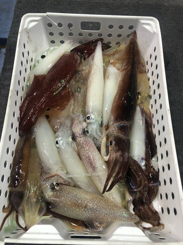 マルイカ(ケンサキイカ)