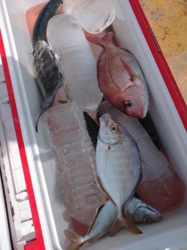 マダイ・カイワリ