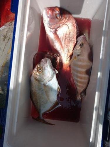 マダイ・カイワリ