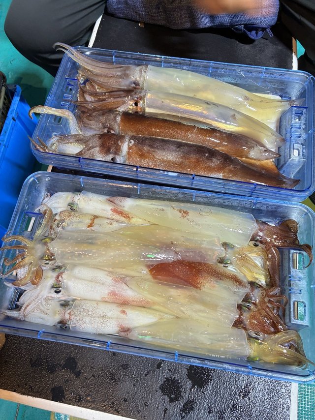 アカイカ(ケンサキイカ)