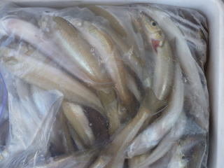 キス(シロギス)