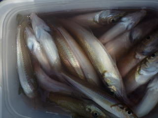 キス(シロギス)