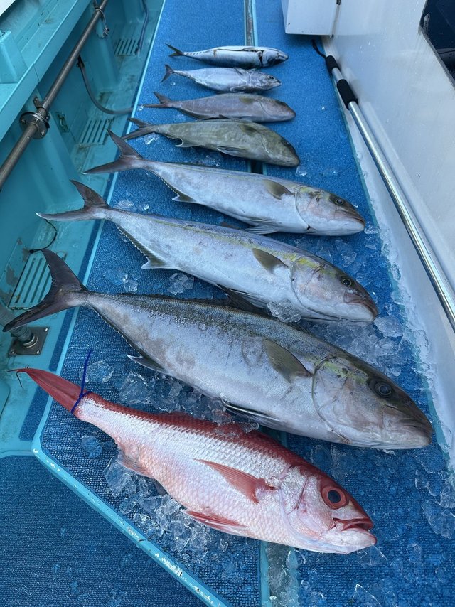 カンパチ・オナガ(ハマダイ)