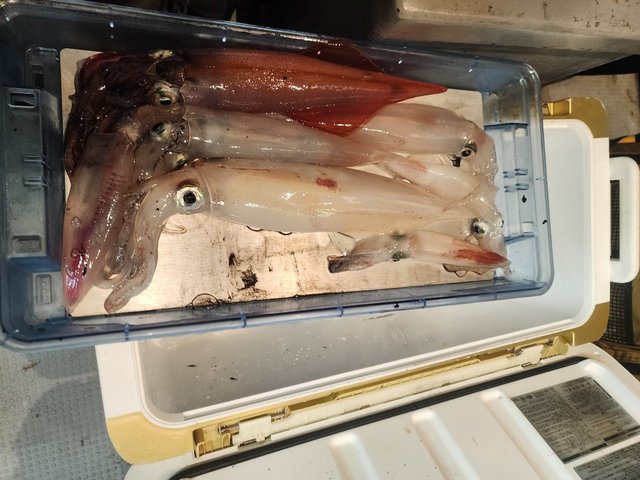 ケンサキ(ケンサキイカ)