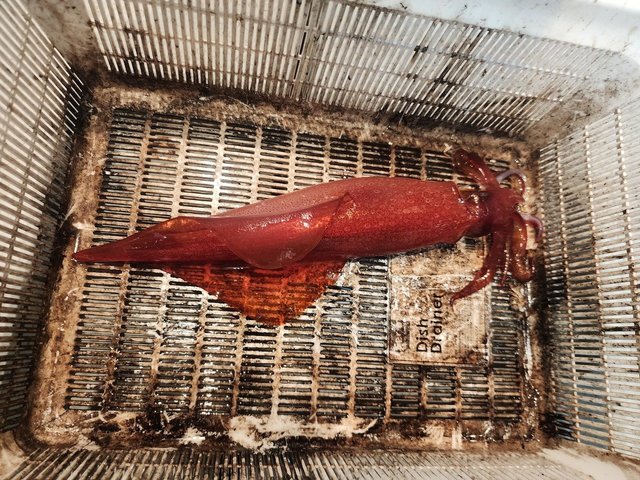 ケンサキ(ケンサキイカ)