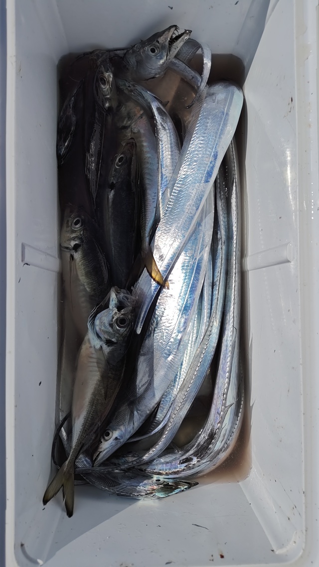 アジ(マアジ)・タチウオ