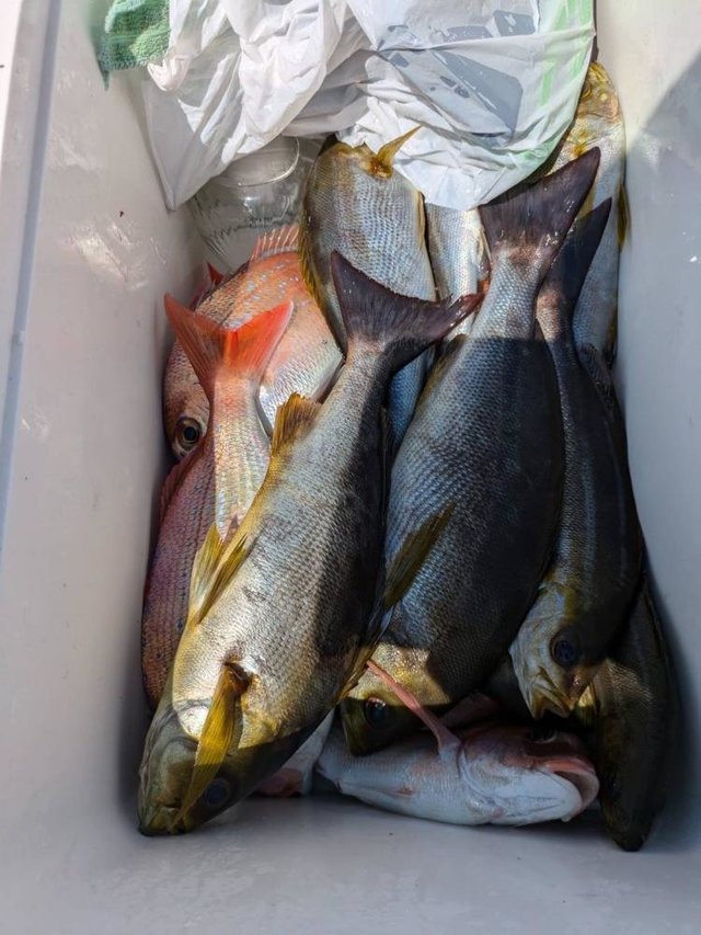 ハナダイ(チダイ)・イサキ